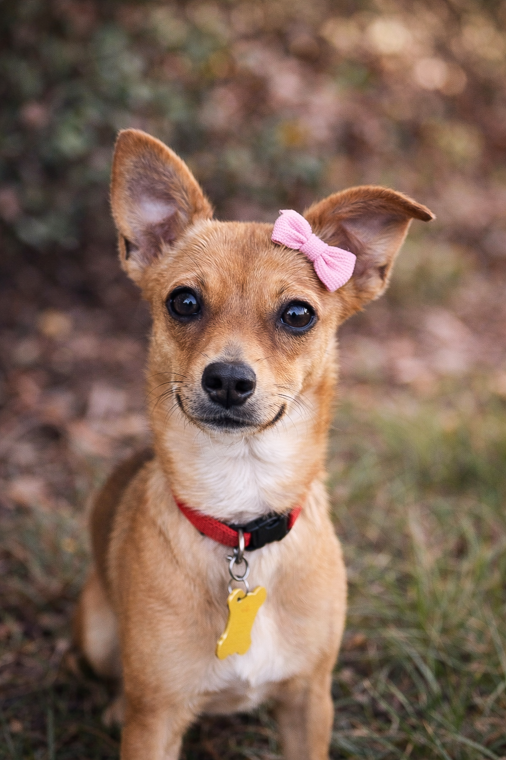 Dixie Lee Image