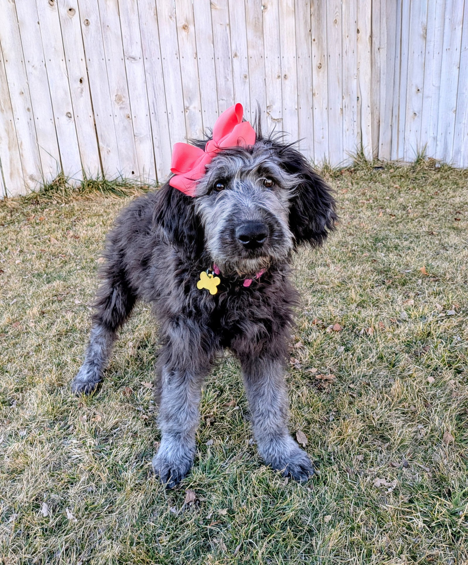 Sammy Bear Image