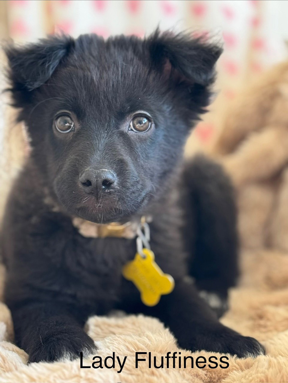 Lady Fluffiness Image