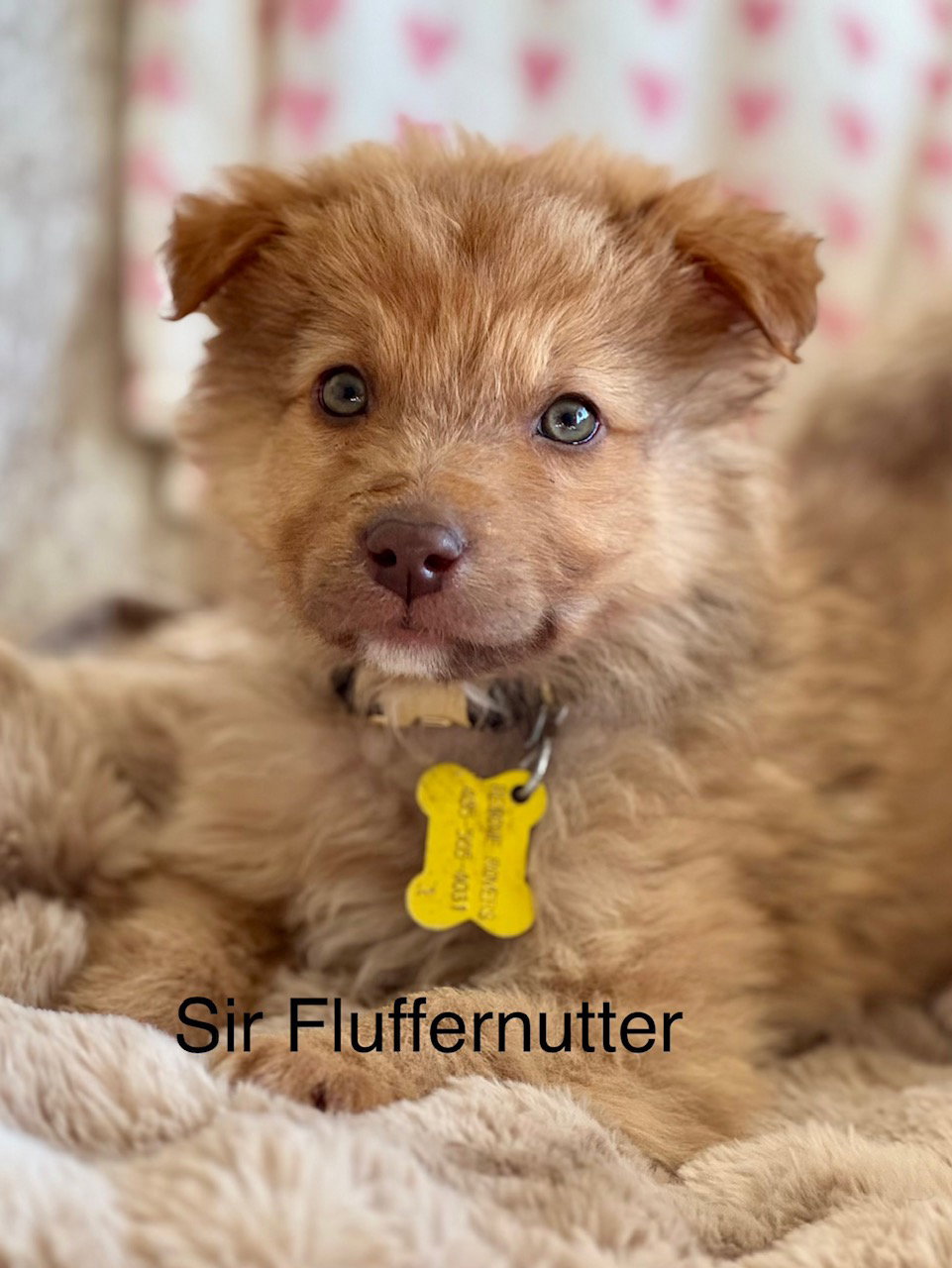 Sir Fluffernutter