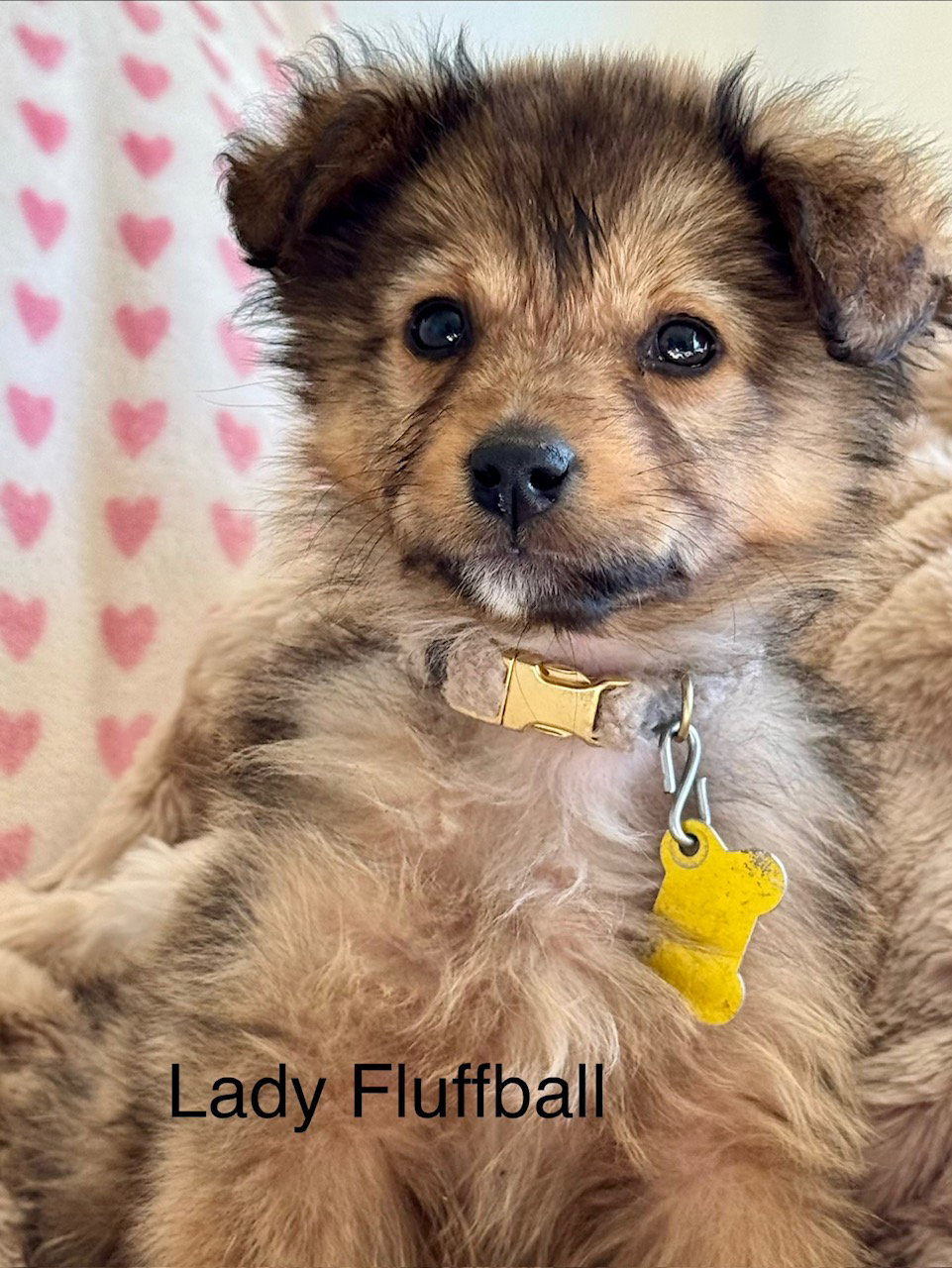 Lady Fluffball Image