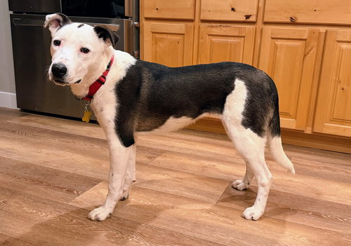 picture of the dog needing adoption