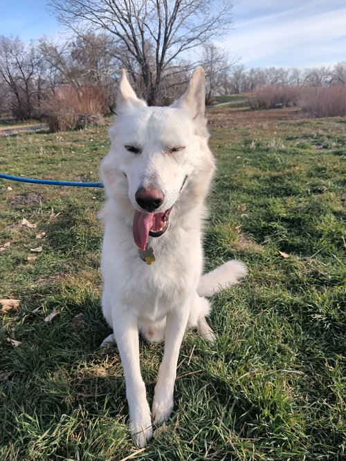 picture of the dog needing adoption