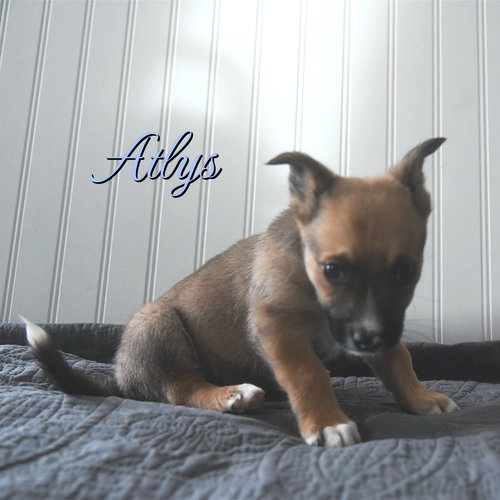 picture of the dog needing adoption