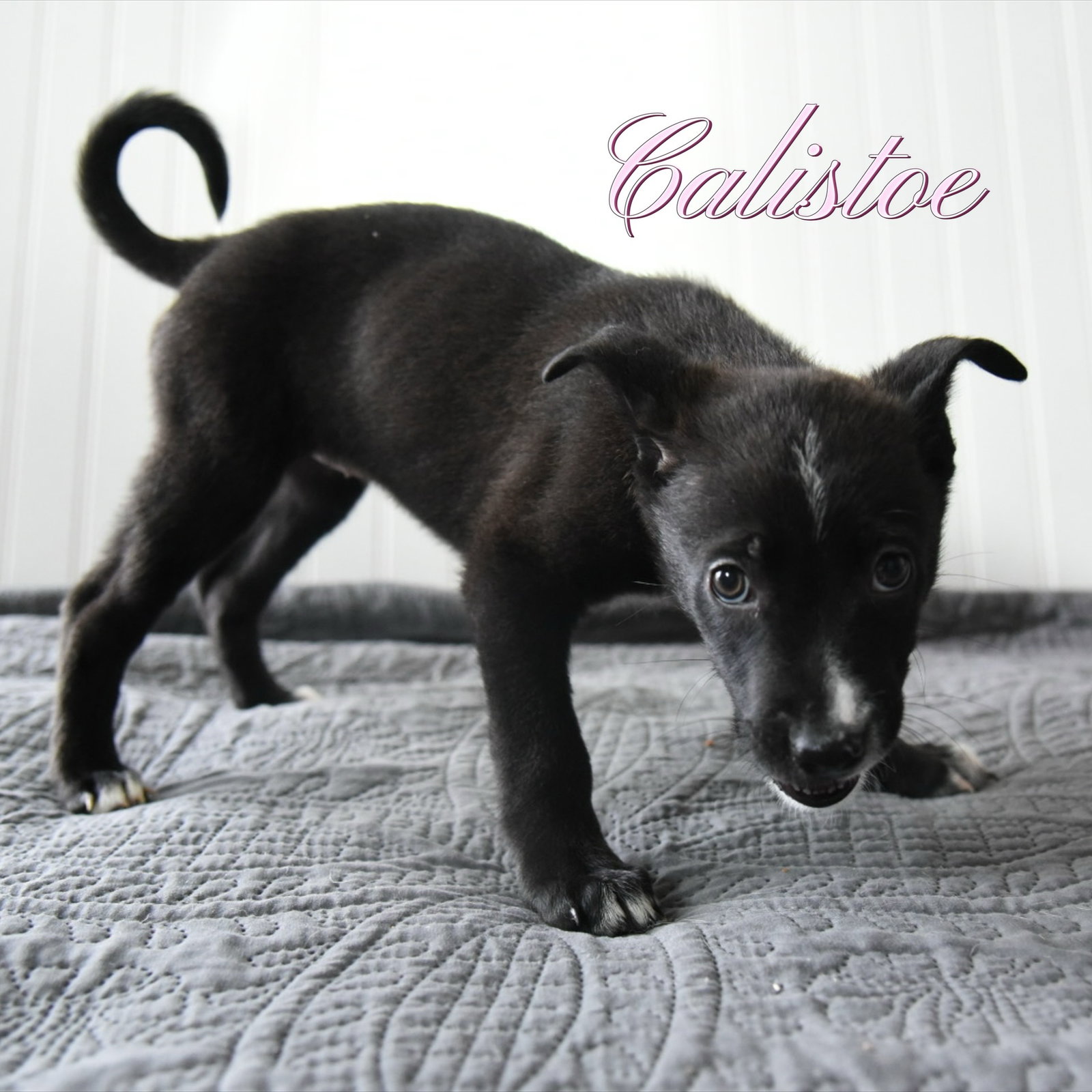 Calistoe Image