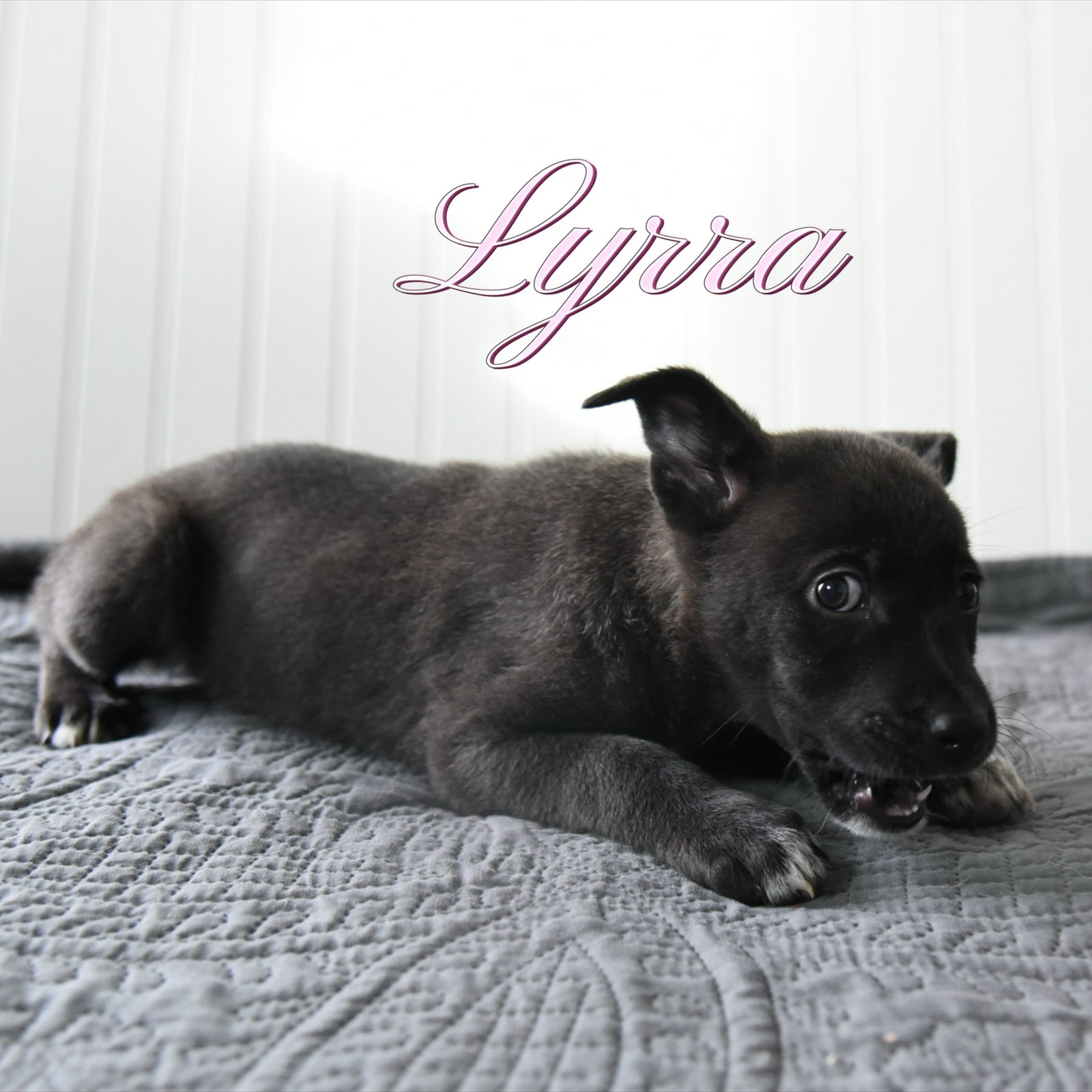 Lyrra Image