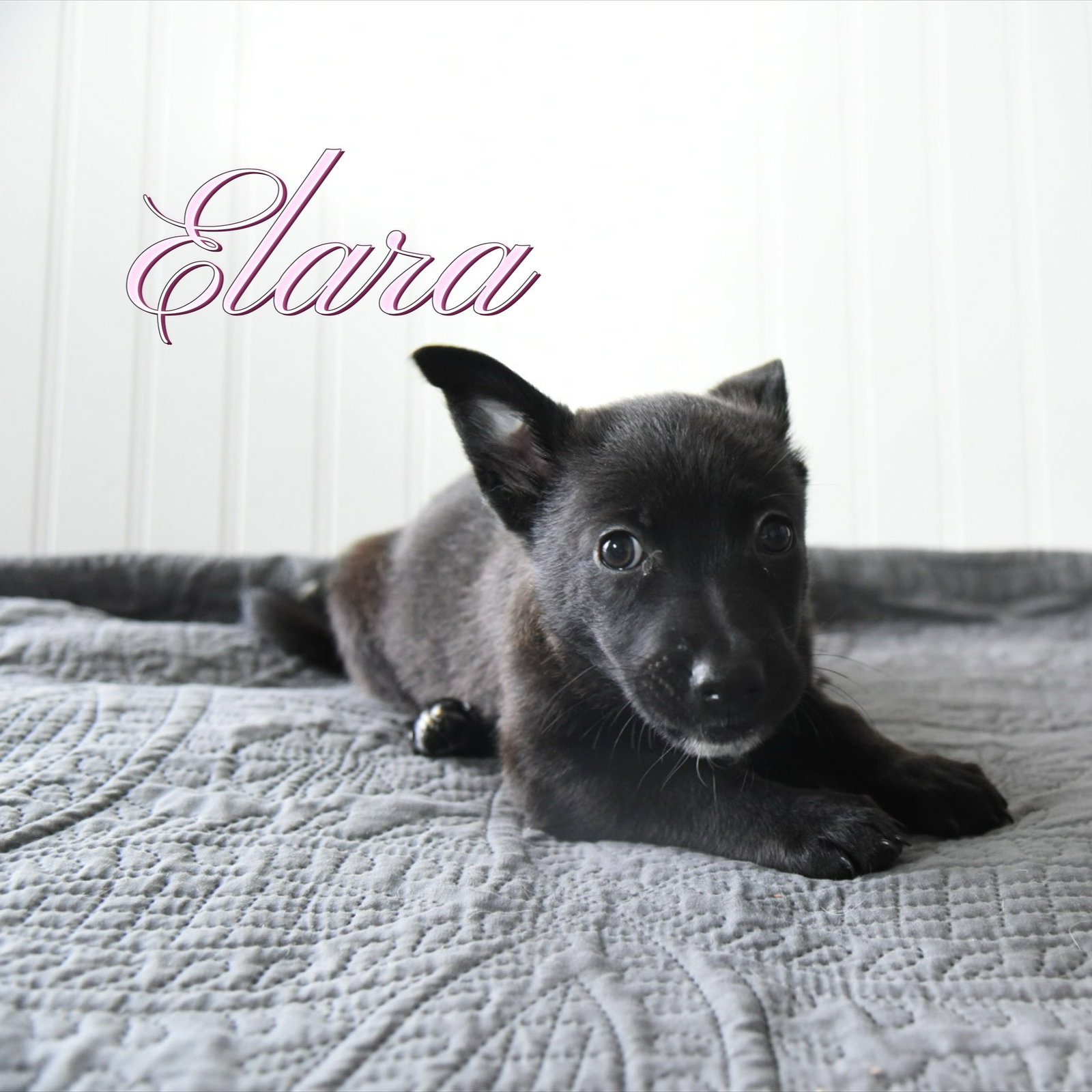 Elara Image