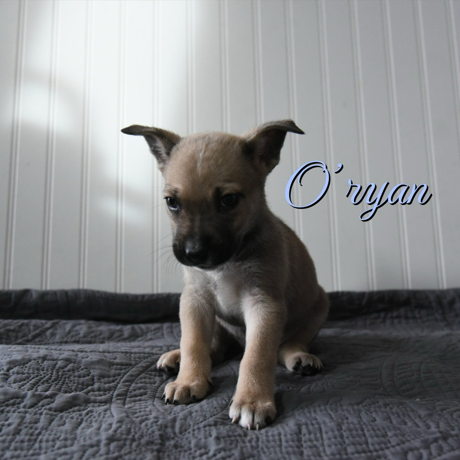 O' Ryan