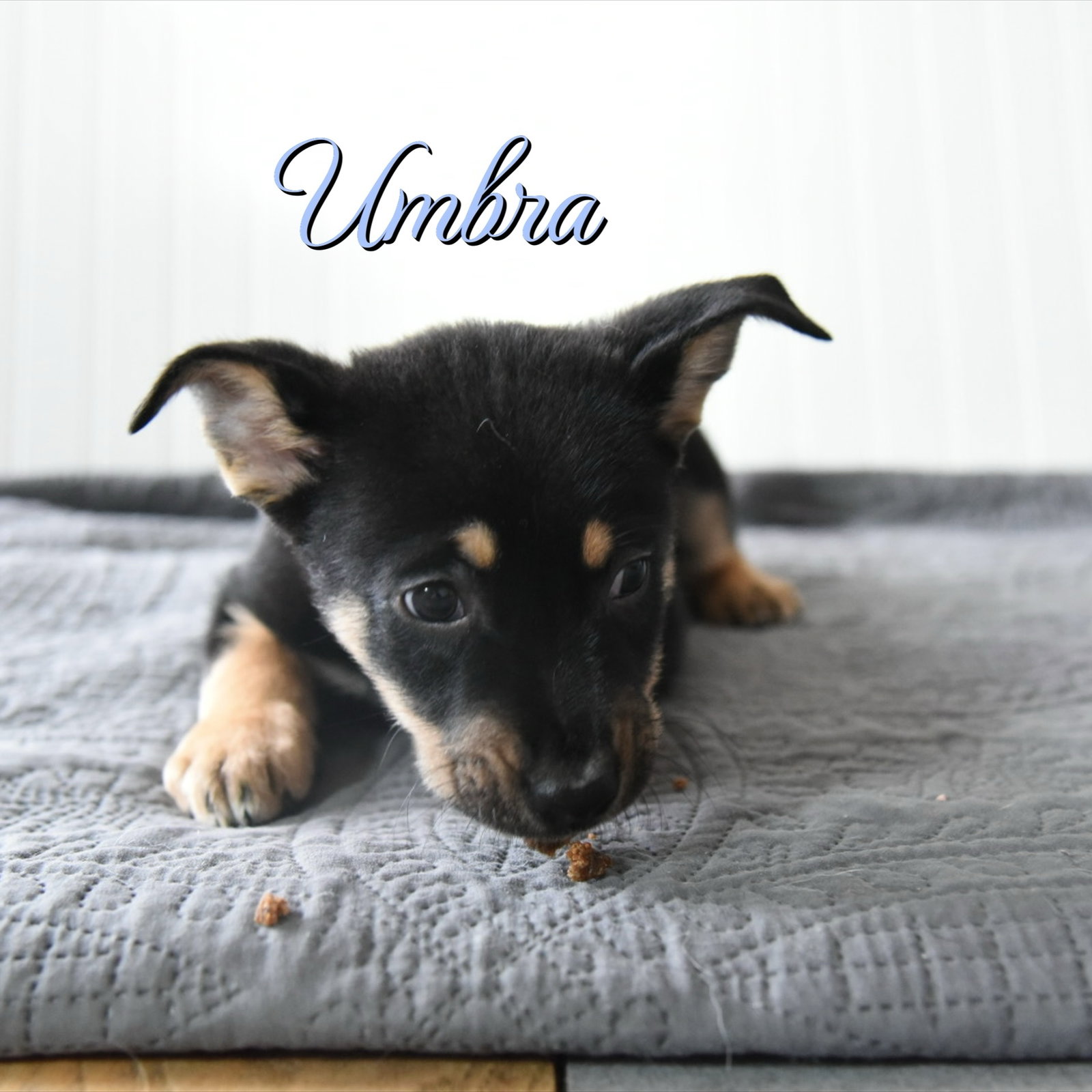 Umbra Image