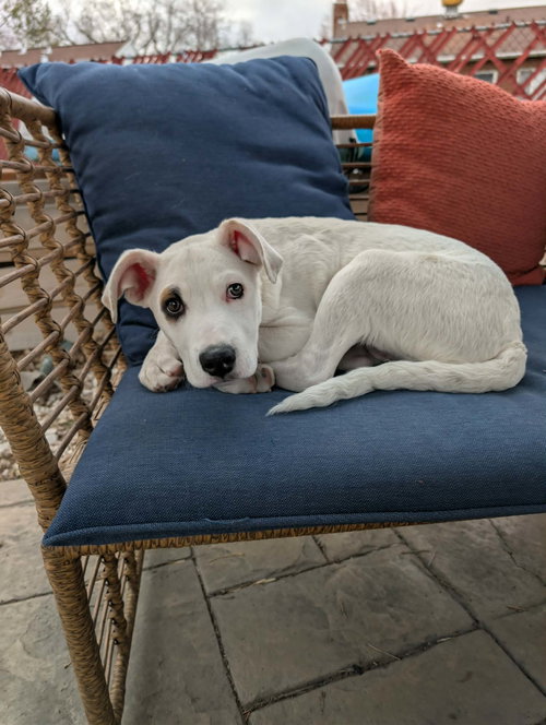 Sonic, an adoptable Pit Bull Terrier in Sandy, UT