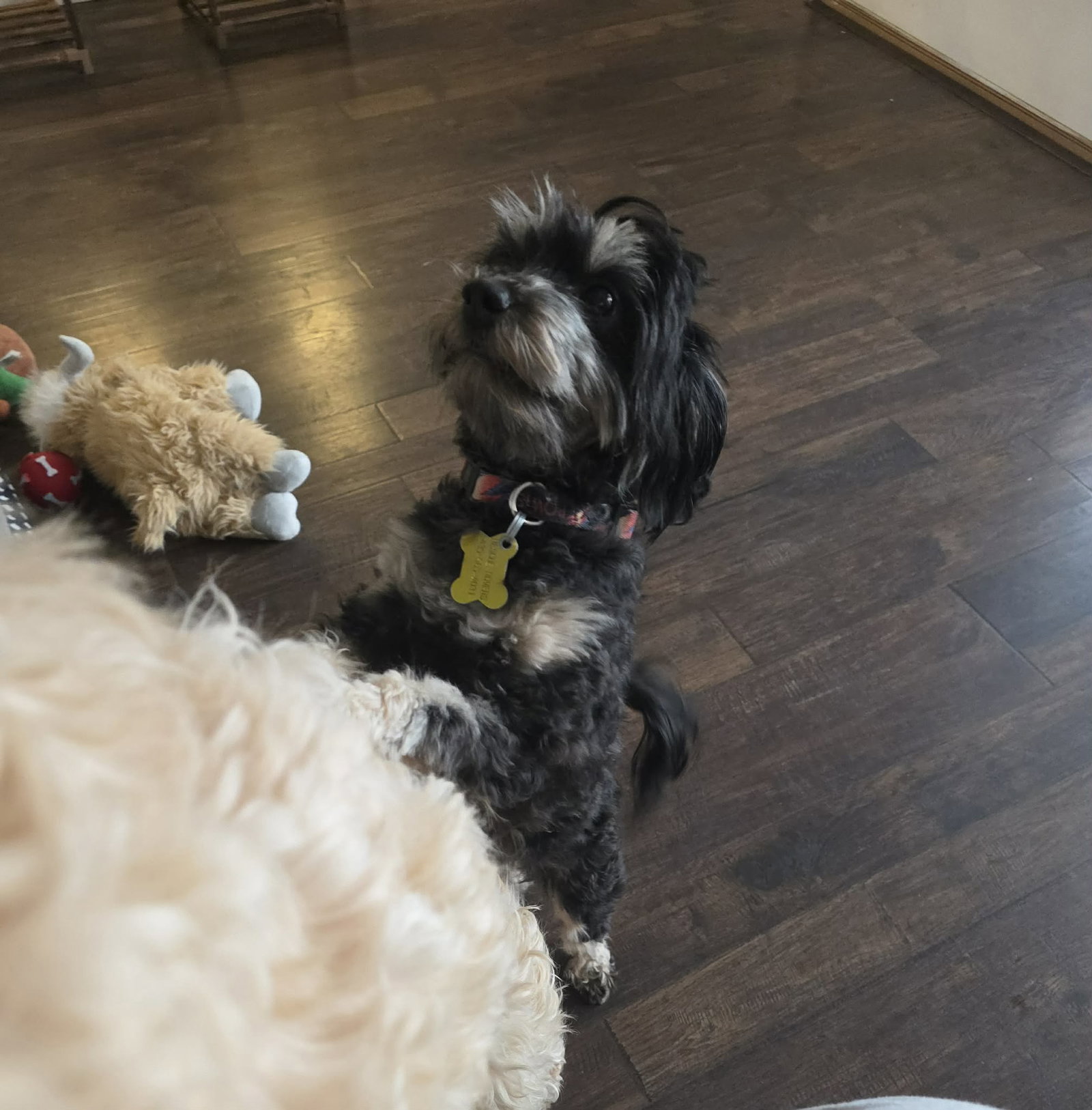 Little Izzy Image