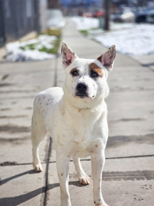 Bindo, an adoptable Cattle Dog in Sandy, UT