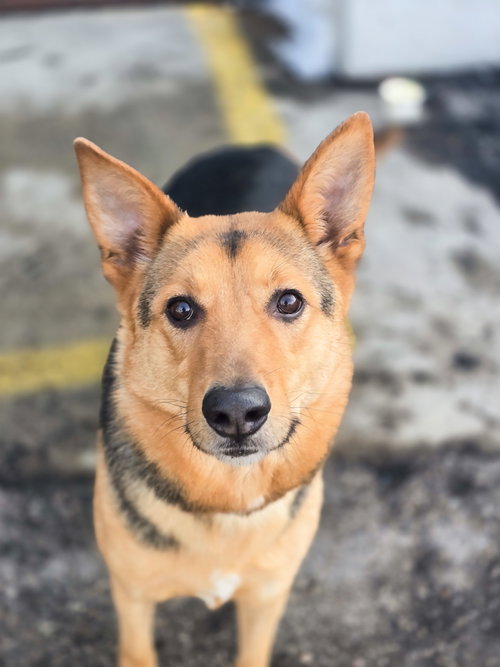 Vellma, an adoptable Shepherd in Sandy, UT