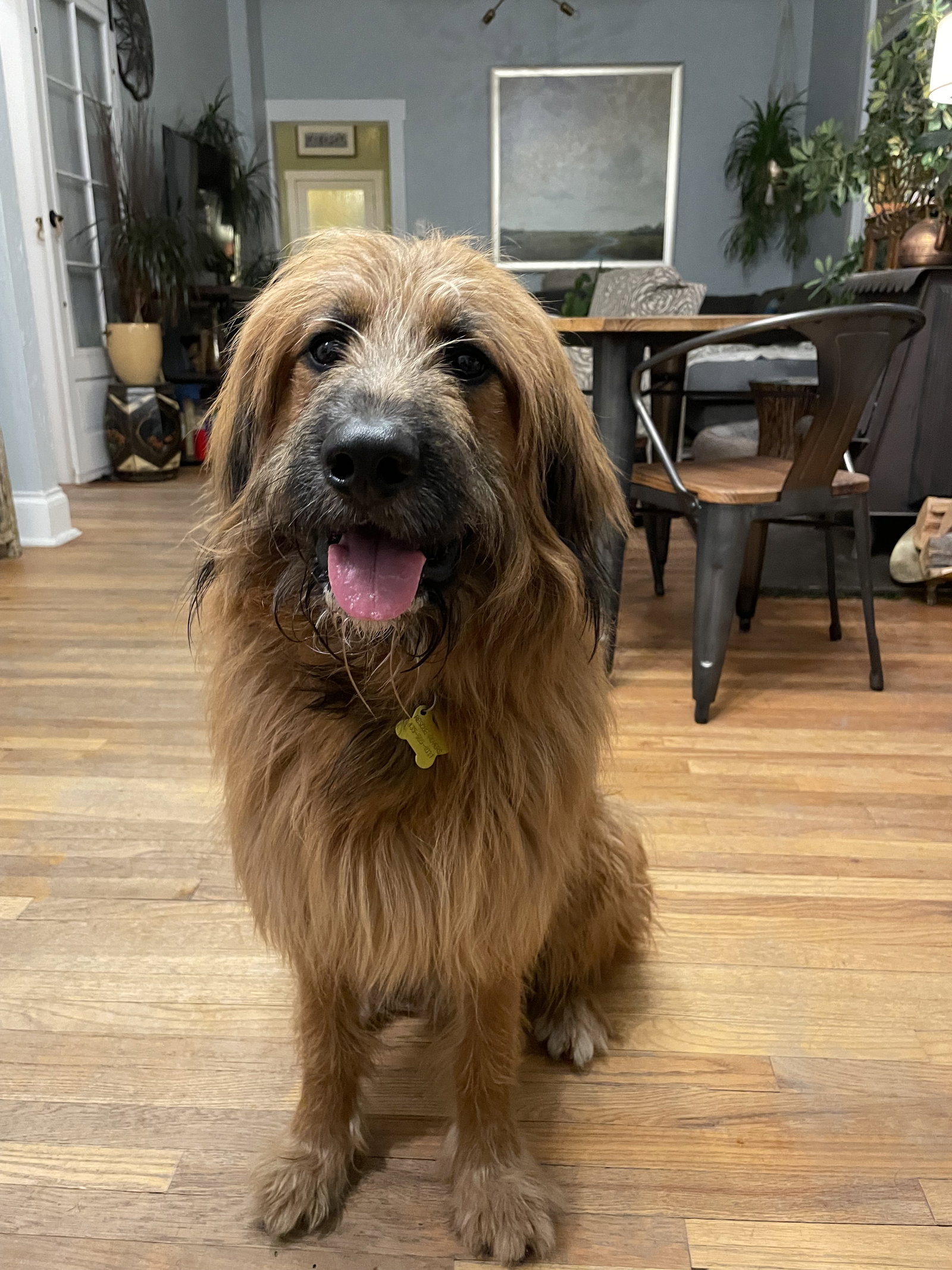 Chew Bacca Image