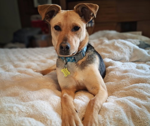 picture of the dog needing adoption
