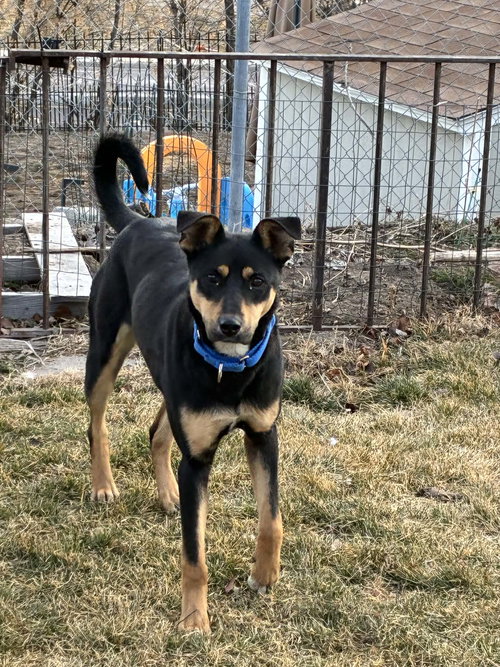 picture of the dog needing adoption