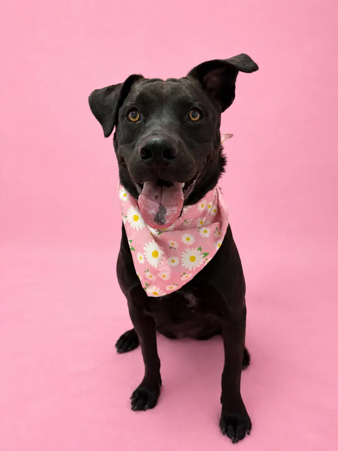 Cami - Labrador Retriever