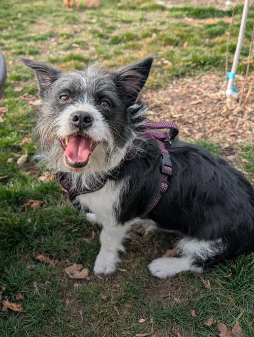 picture of the dog needing adoption