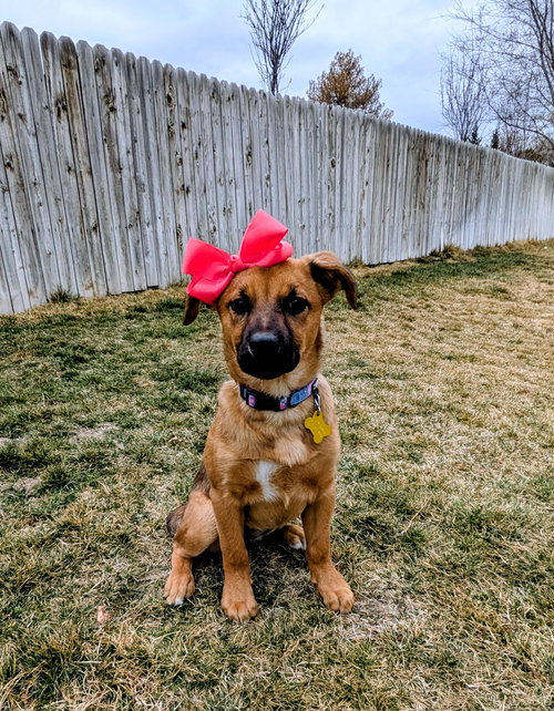 picture of the dog needing adoption