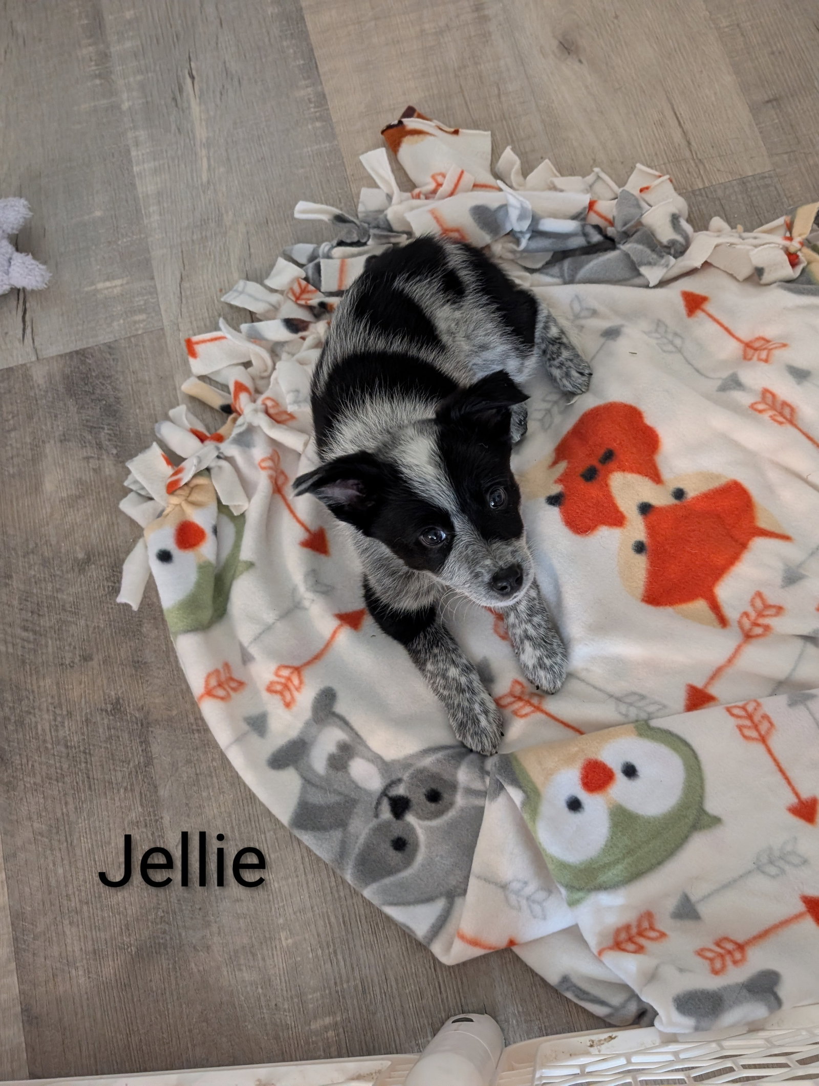 Jellie Image