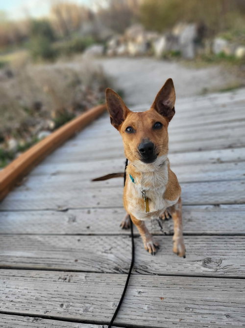Keti, an adoptable Chihuahua in Sandy, UT