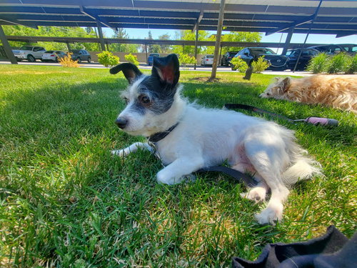 Sir Milo McScrufferton, an adoptable Rat Terrier in Sandy, UT