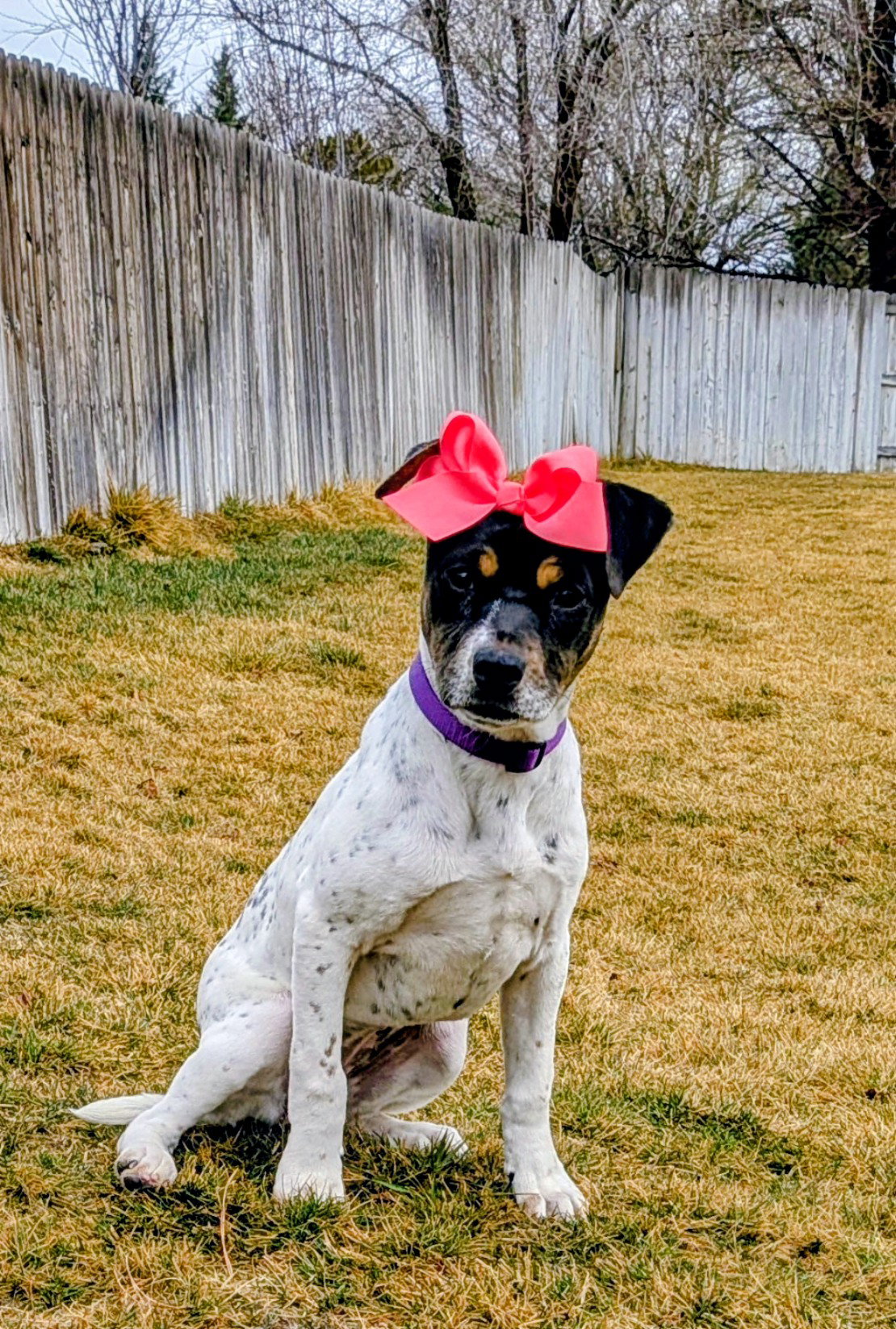 Lucy Lou Image