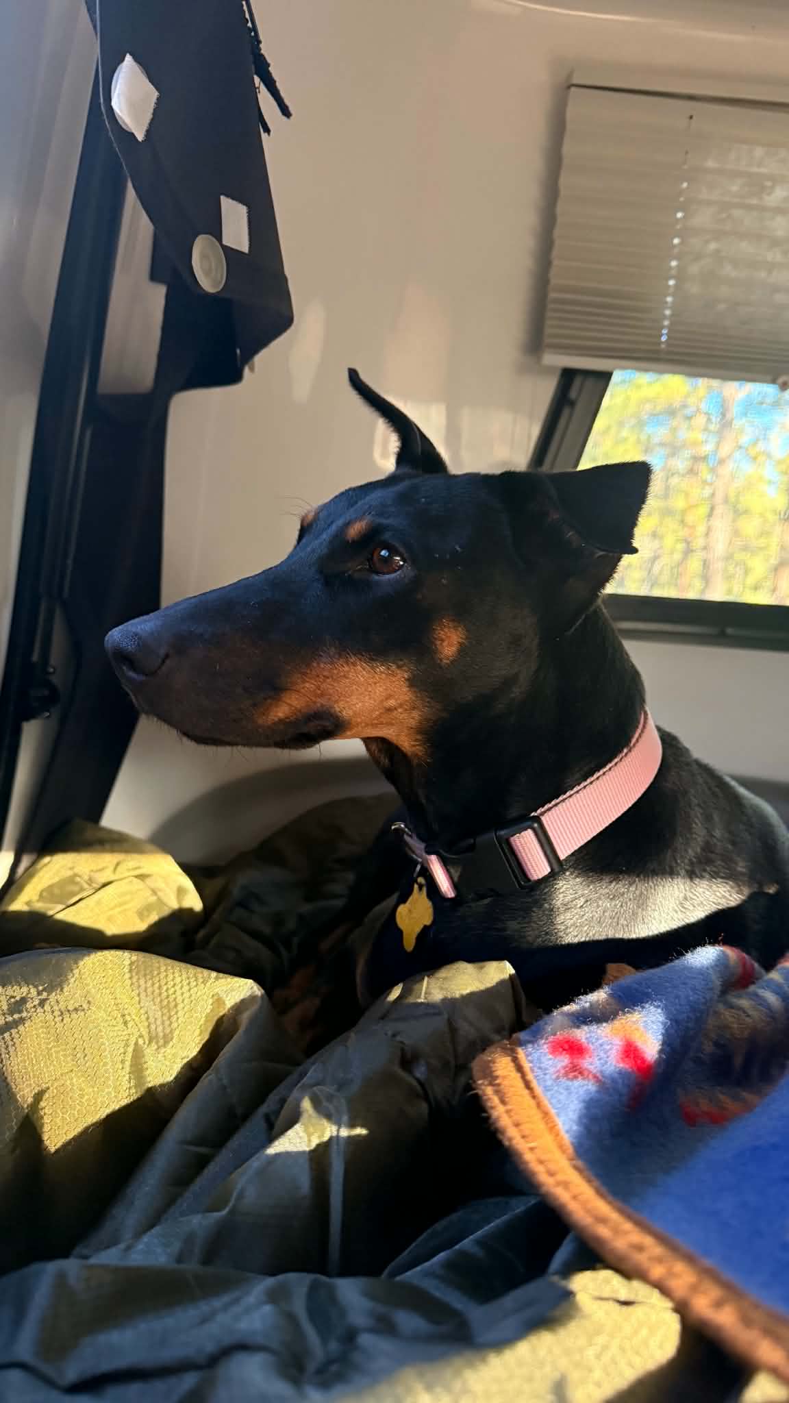 Queen Jolene - Doberman Pinscher