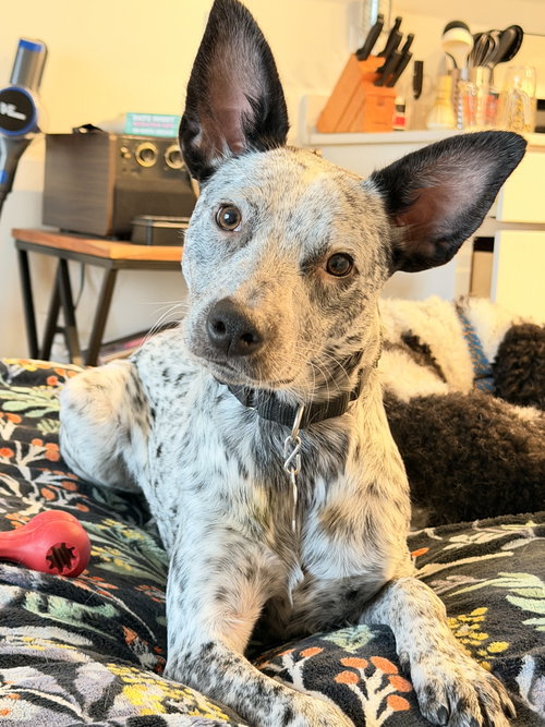 picture of the dog needing adoption