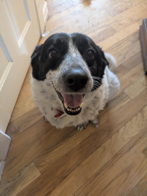 picture of the dog needing adoption