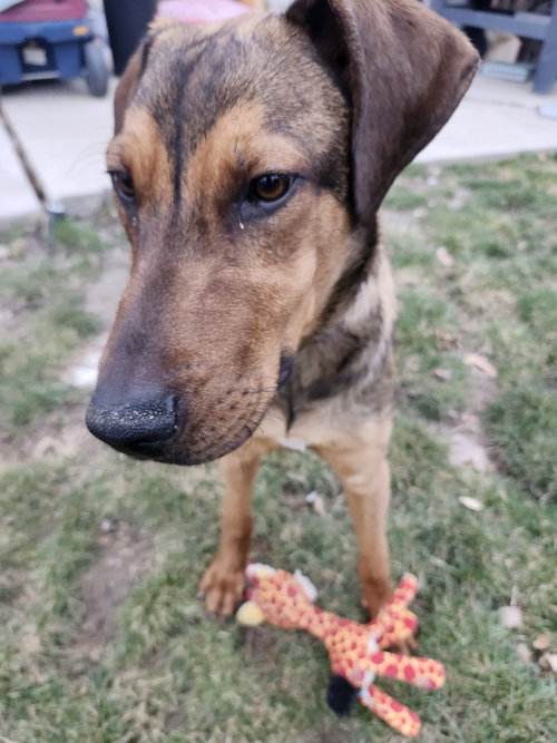 Vinni, an adoptable Doberman Pinscher in Sandy, UT