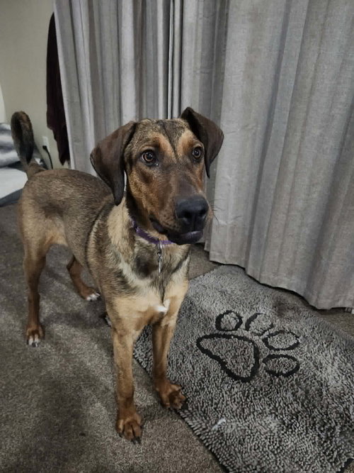 Vinni, an adoptable Doberman Pinscher in Sandy, UT