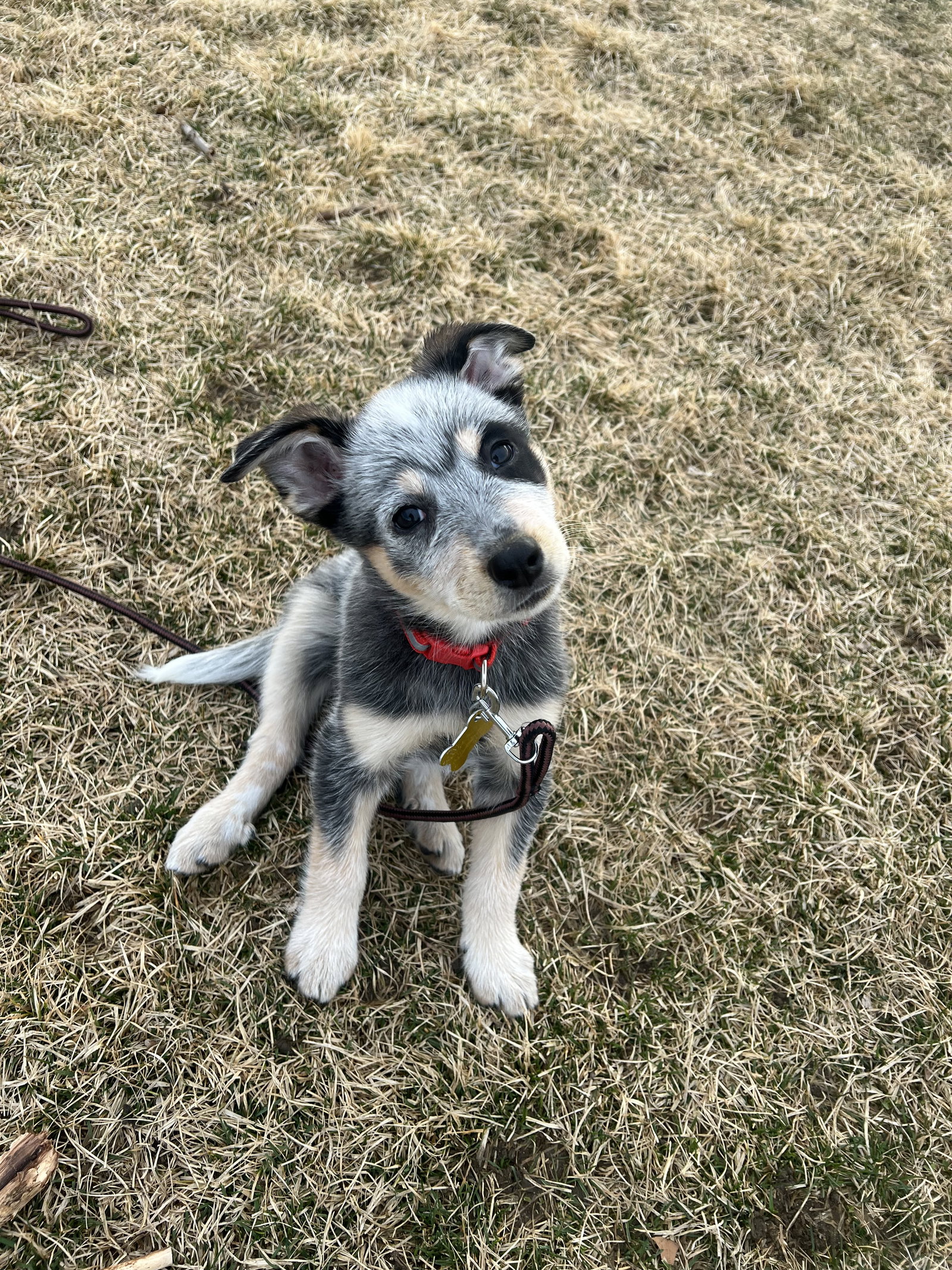 Baby Billy Image