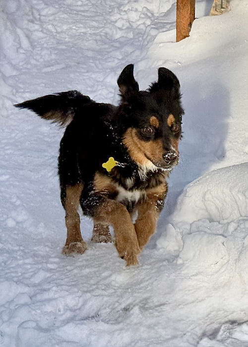 Melaney, an adoptable Collie in Sandy, UT