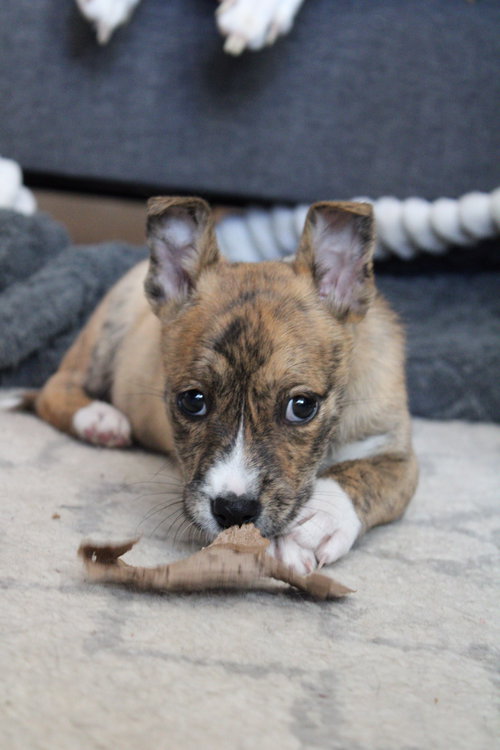 Olive Garden, an adoptable Cattle Dog in Sandy, UT