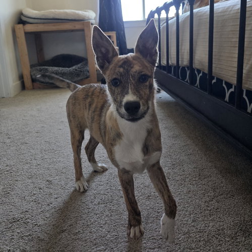Olive Garden, an adoptable Cattle Dog in Sandy, UT