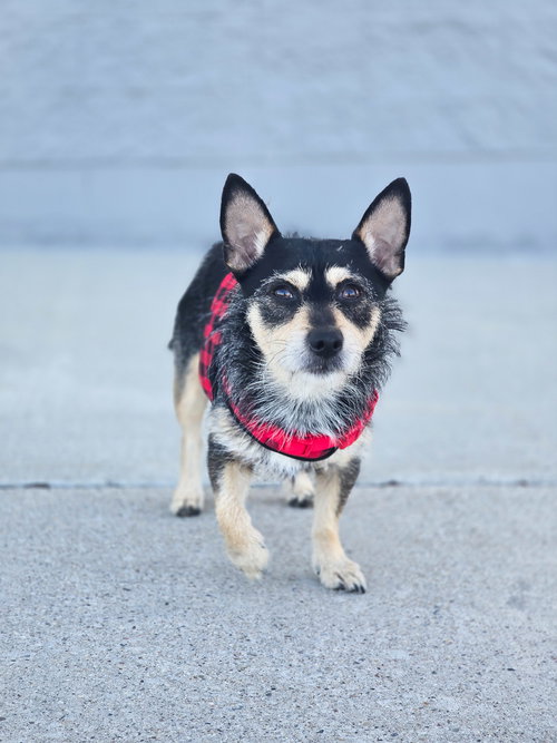 R. WEASLEY - Chihuahua / Terrier available for adoption