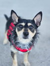 R. Weasley - Photo 6
