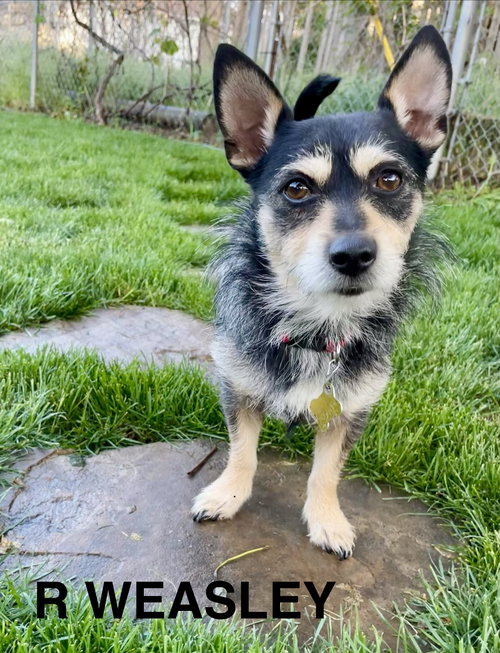 R. WEASLEY - Chihuahua / Terrier for adoption in West Jordan