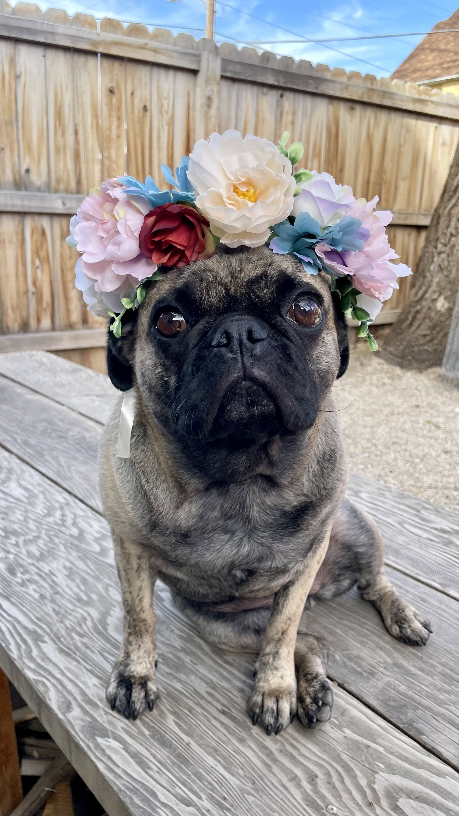 Lady Ludo