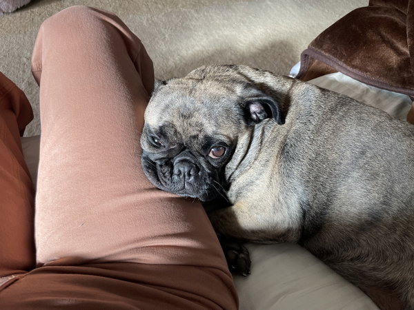 Lady Ludo
