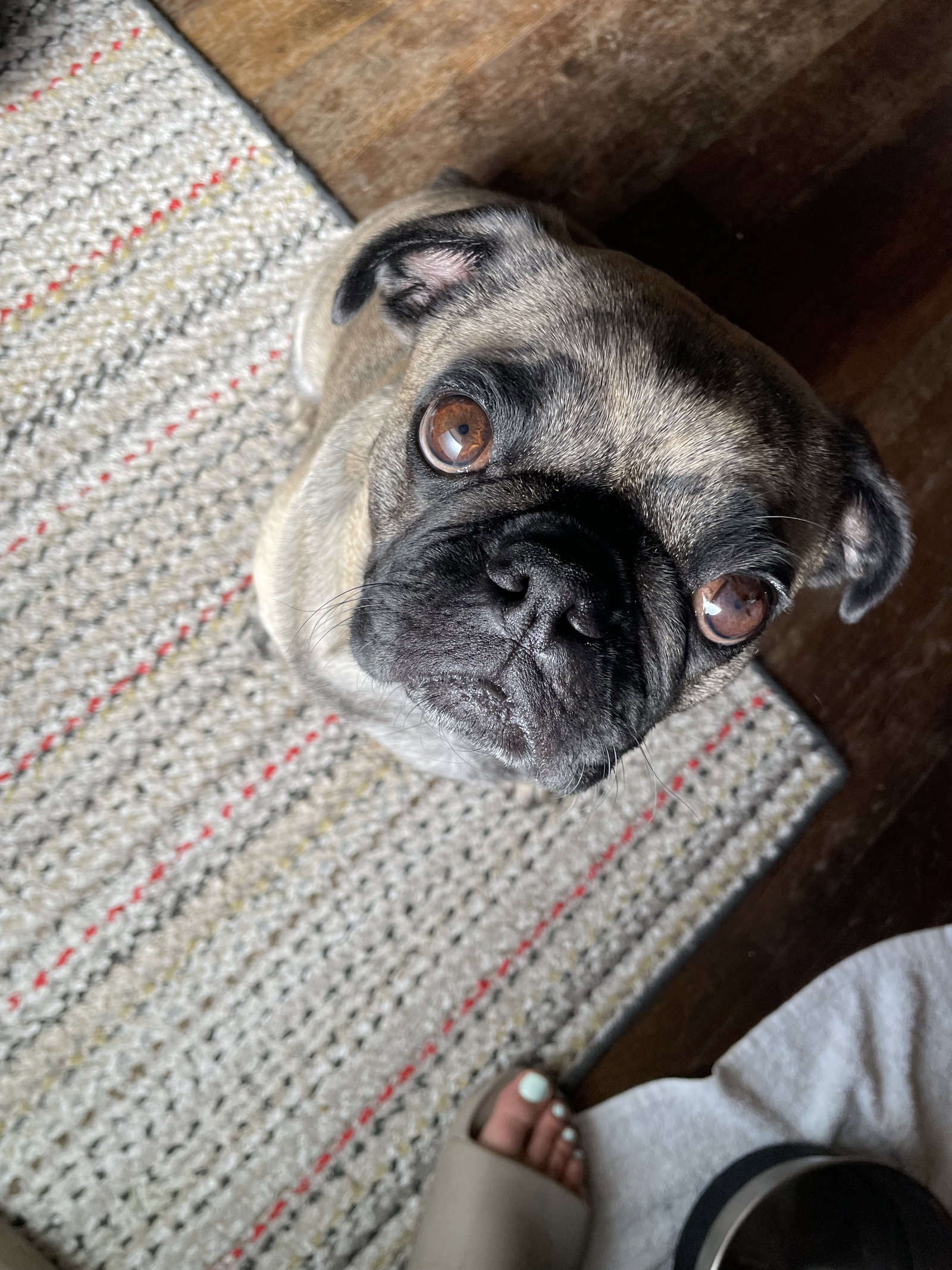 Lady Ludo Image