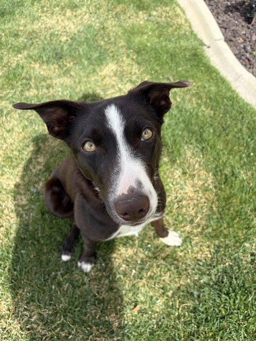 Tuccker, an adoptable Border Collie in Sandy, UT