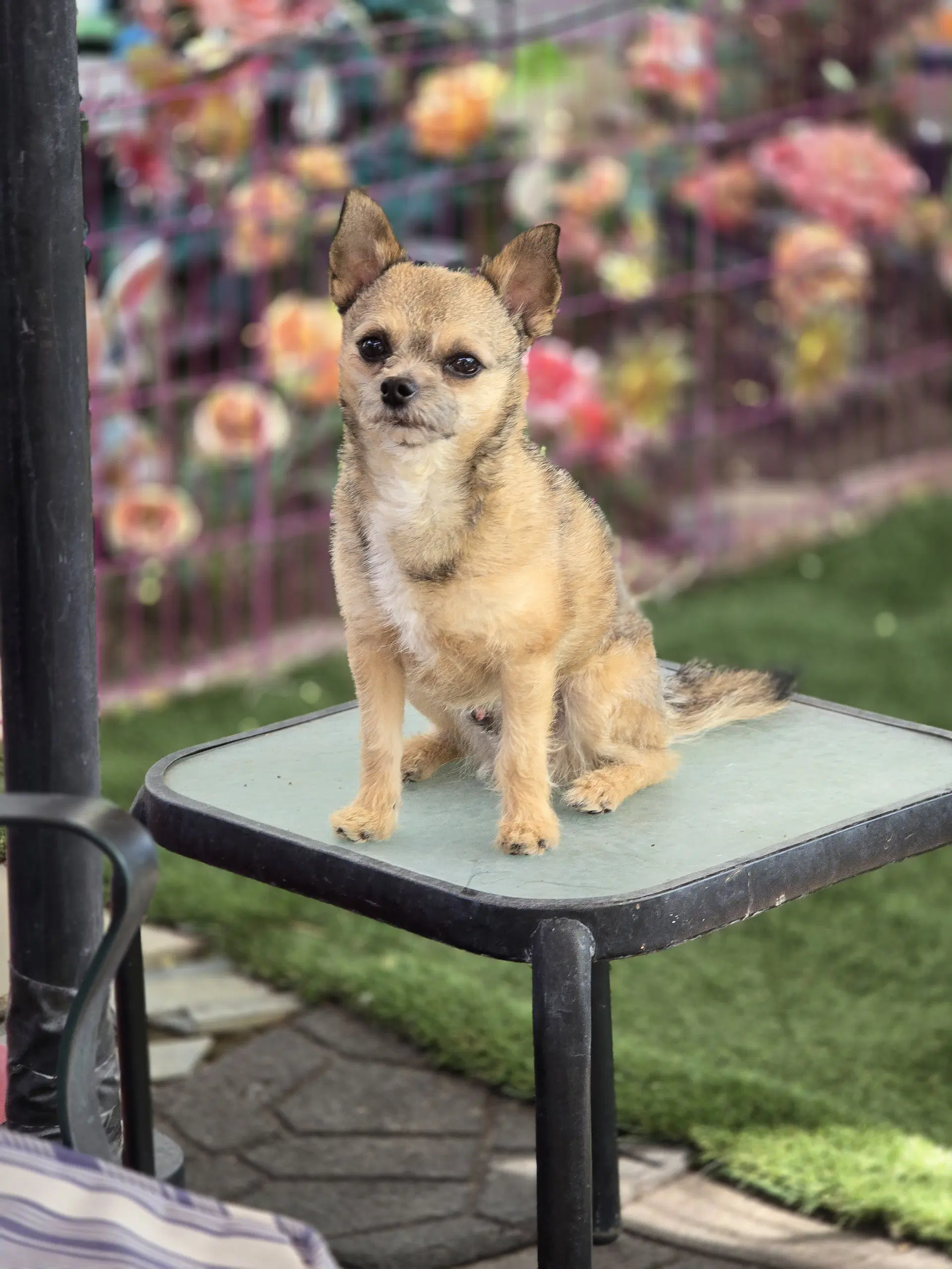 Gavin Ragnaruff - Terrier