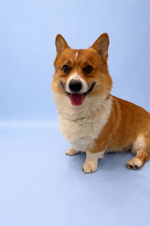 Loaf, an adoptable Corgi in Sandy, UT