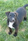 Sir Waylon of the Night - Photo 1