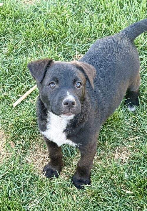 Sir Waylon of the Night, an adoptable Pit Bull Terrier in Sandy, UT