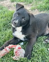 Sir Waylon of the Night - Photo 2