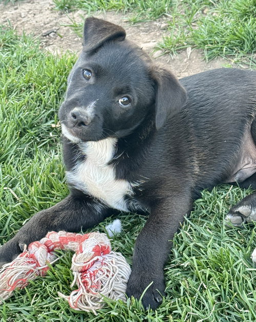 SIR WAYLON OF THE NIGHT - Pit Bull Terrier / Labrador Retriever available for adoption
