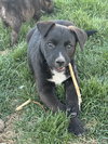 Sir Waylon of the Night - Photo 3